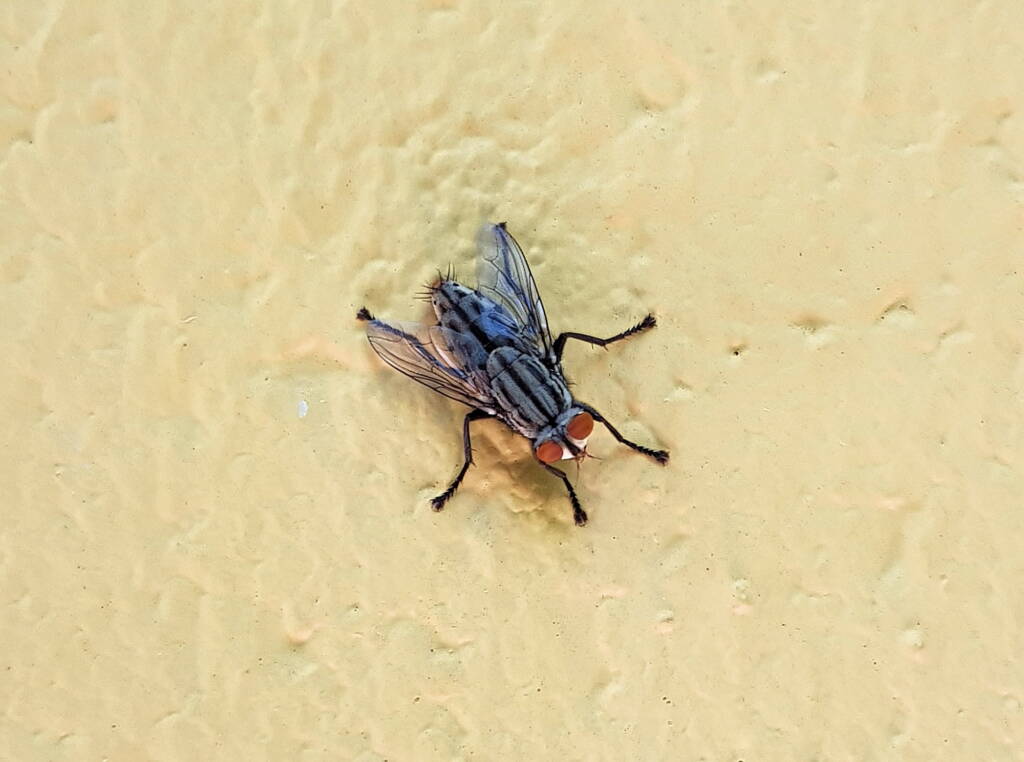 Sarcophaga aurifrons (Grey-striped Fly), Alice Springs, NT