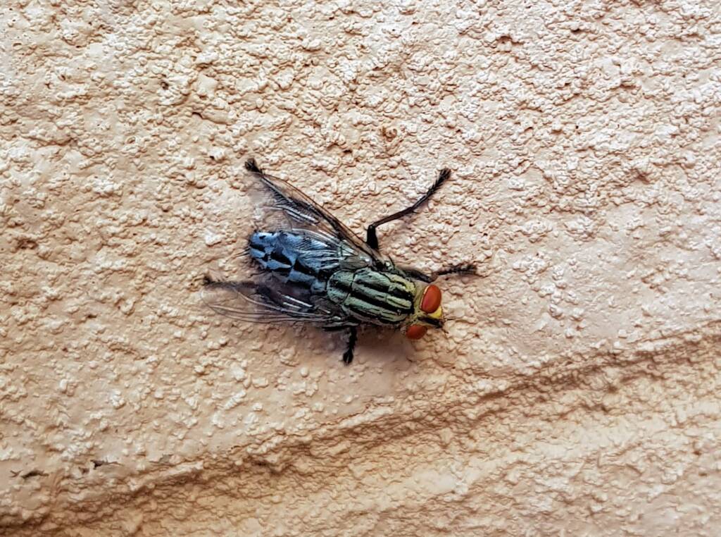 Sarcophaga aurifrons (Grey-striped Fly), Alice Springs, NT