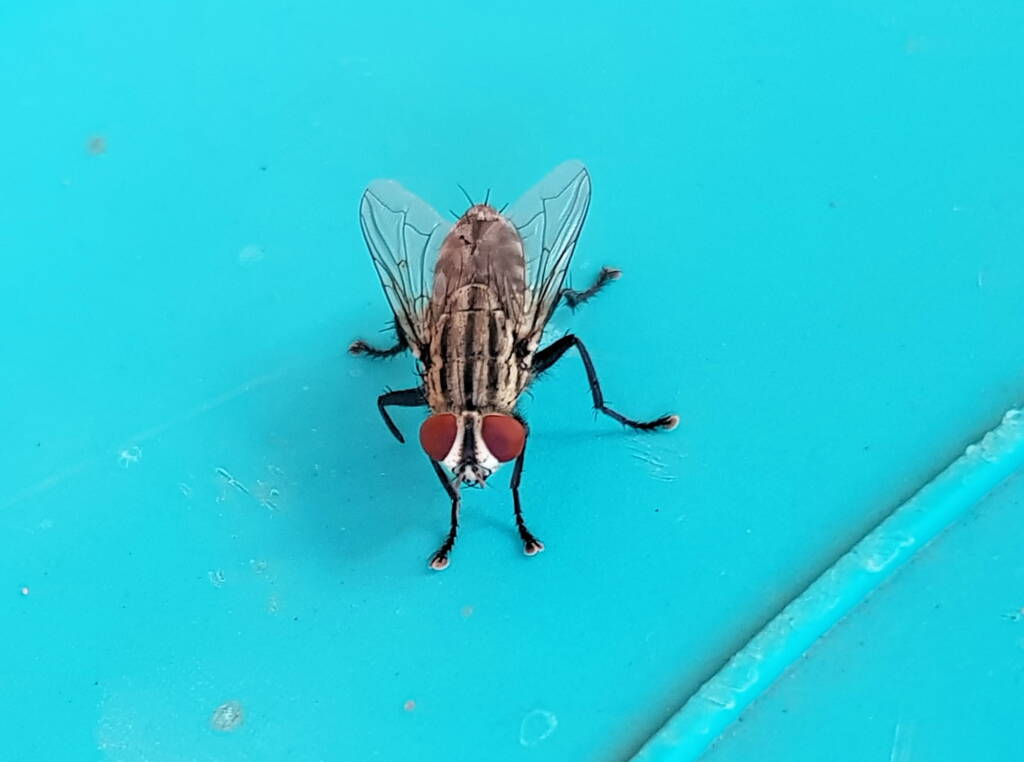 Sarcophaga aurifrons (Grey-striped Fly), Alice Springs, NT