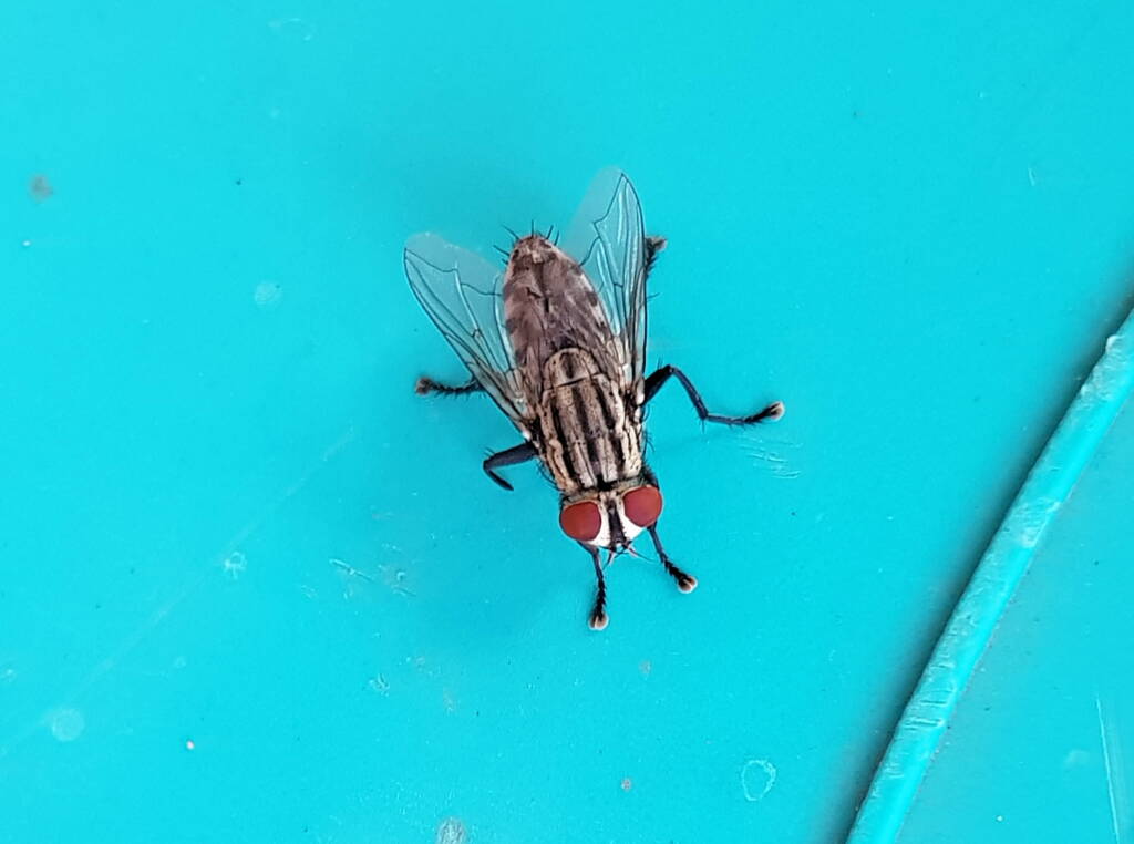 Sarcophaga aurifrons (Grey-striped Fly), Alice Springs, NT