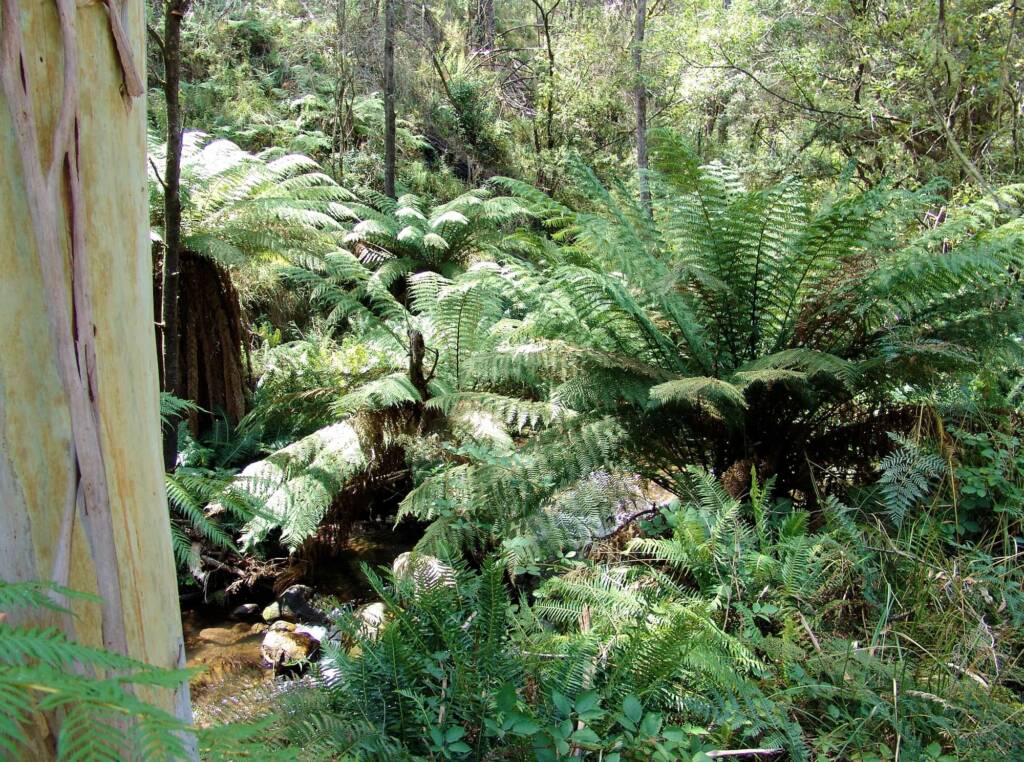 Dicksonia antarctica on the Shady Gully Nature Walk, Alpine regions, Victoria