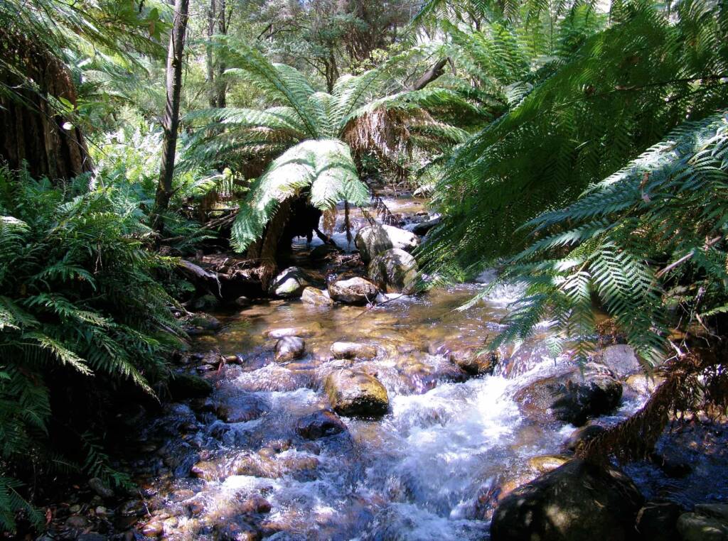 Shady Gully Nature Walk/Tree Fern Walk, Mountain Creek, VIC