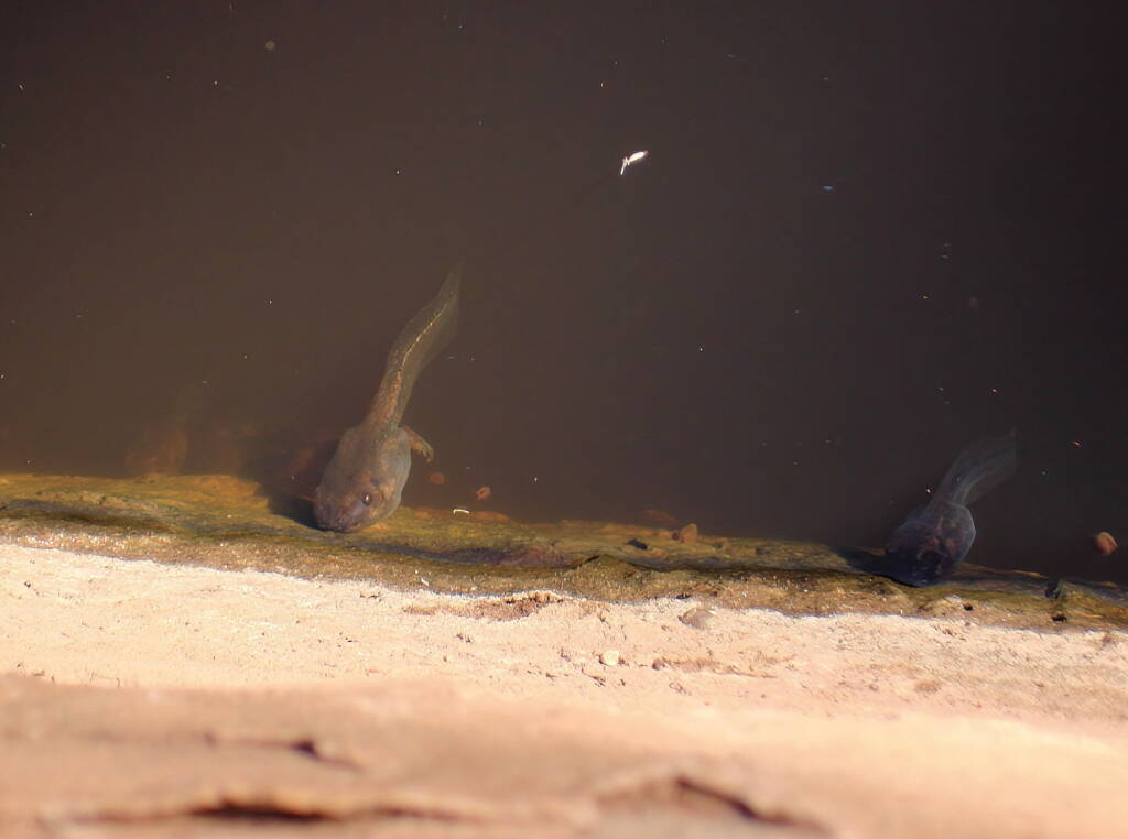 Tadpole metamorphosis, Finke Gorge National Park