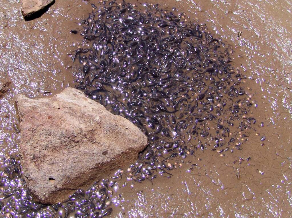 These tadpoles did not make it to adulthood, as the water dries out, Finke Gorge National Park