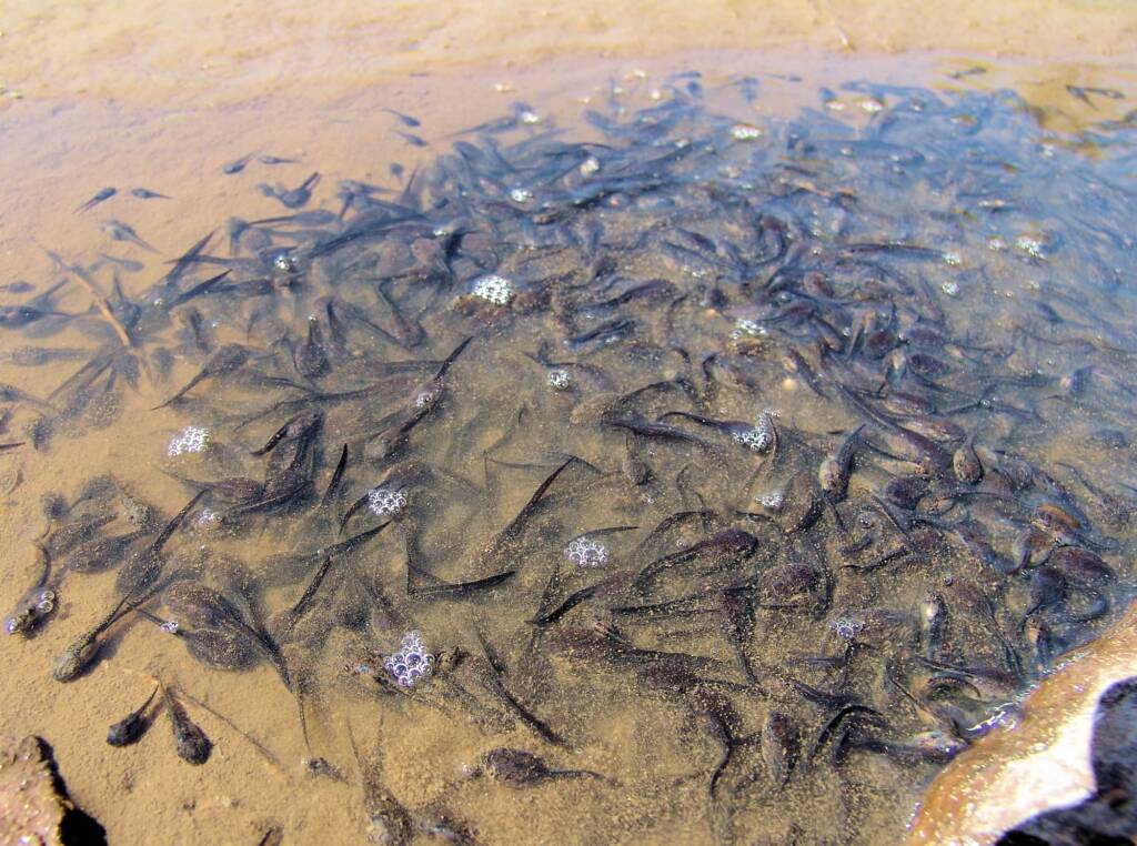 These tadpoles will not make adulthood as the water dries out, Finke Gorge National Park