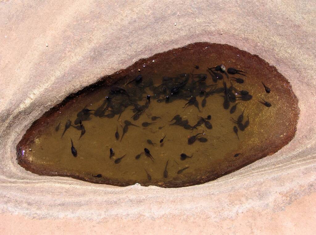 Diminishing pool of water with tadpoles that are unlikely to make it to adult stage, Finke Gorge National Park