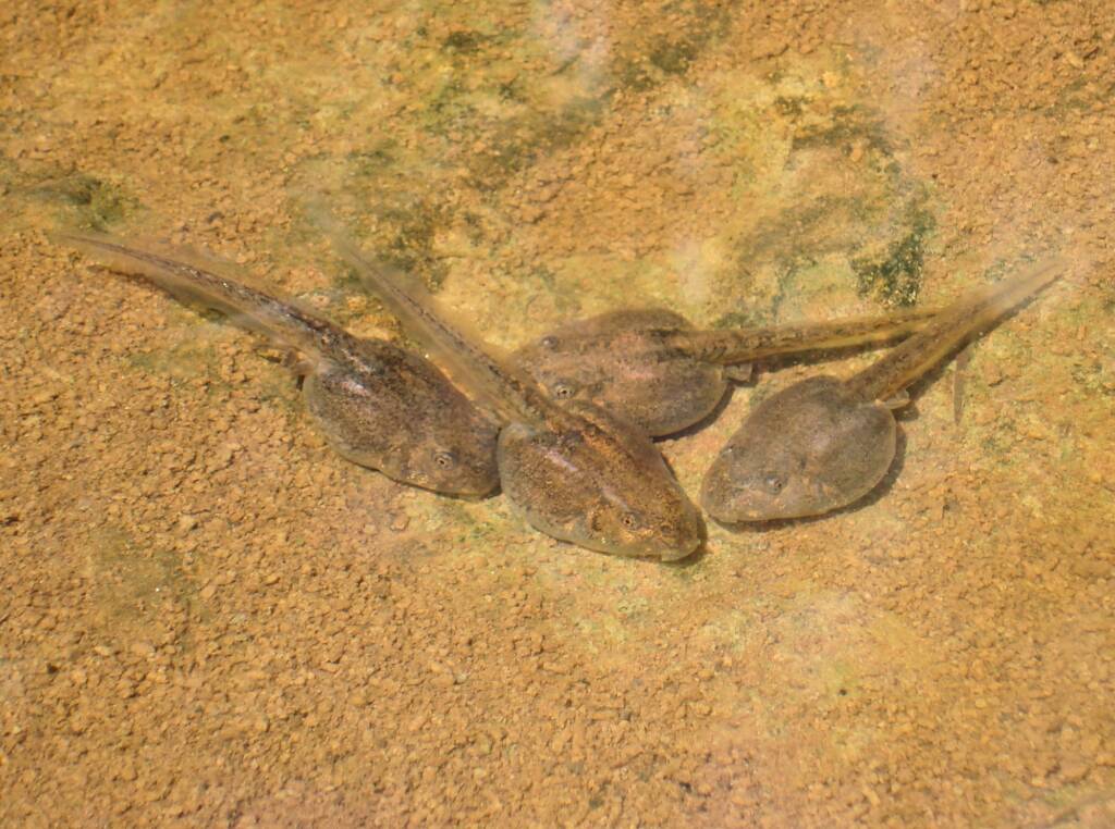 Tadpoles metamorphosis, Finke Gorge National Park