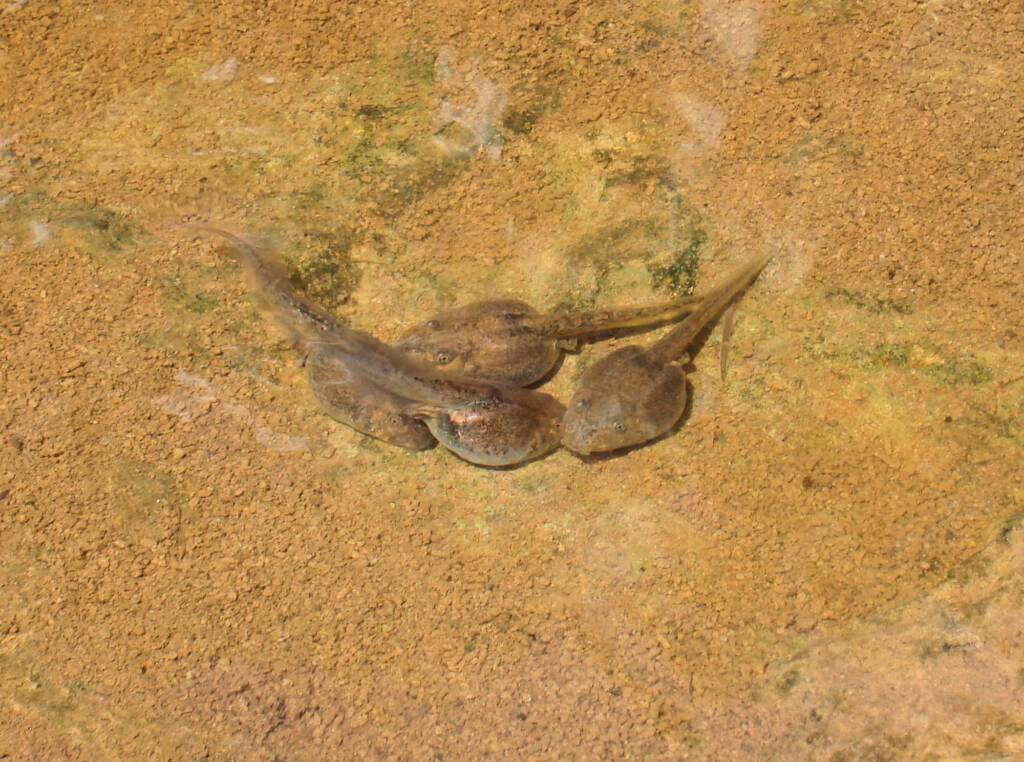 Tadpoles metamorphosis, Finke Gorge National Park
