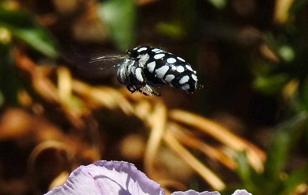 Waroona Cuckoo Bee (Thyreus waroonensis) © Gary Taylor