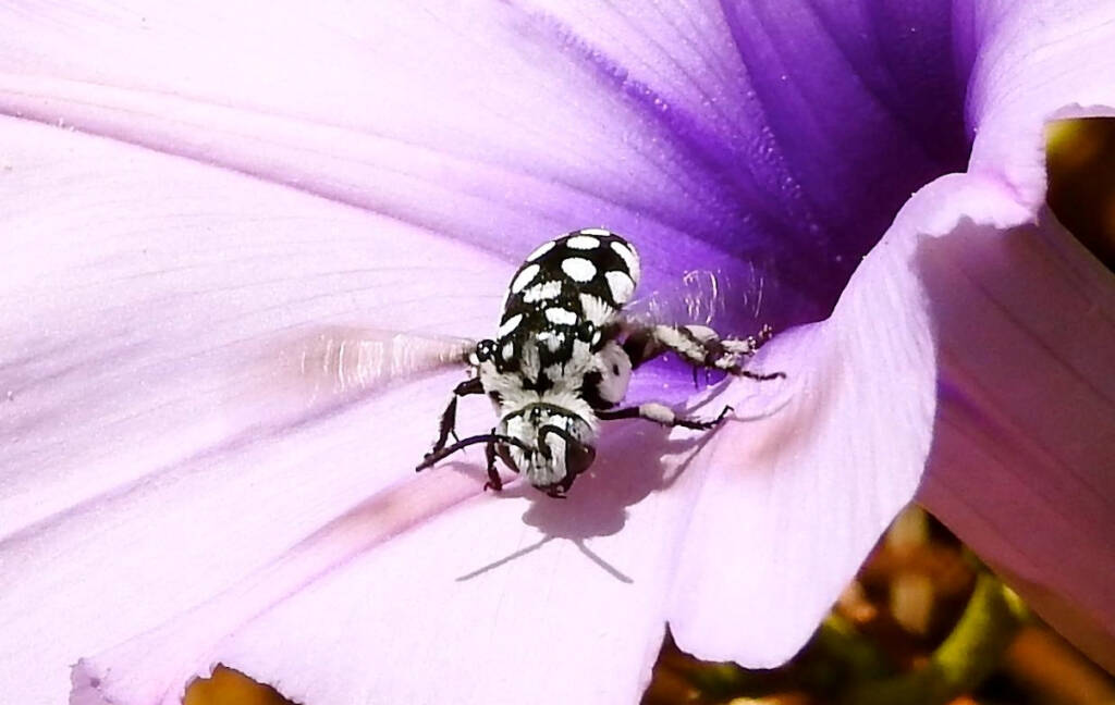 Waroona Cuckoo Bee (Thyreus waroonensis) © Gary Taylor
