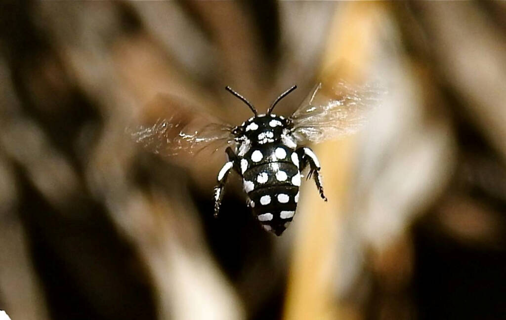 Waroona Cuckoo Bee (Thyreus waroonensis) © Gary Taylor