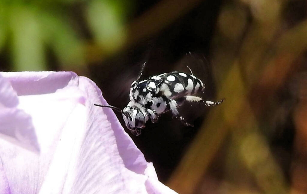 Waroona Cuckoo Bee (Thyreus waroonensis) © Gary Taylor