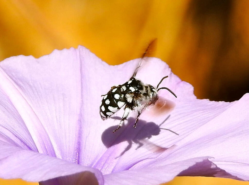 Waroona Cuckoo Bee (Thyreus waroonensis) © Gary Taylor