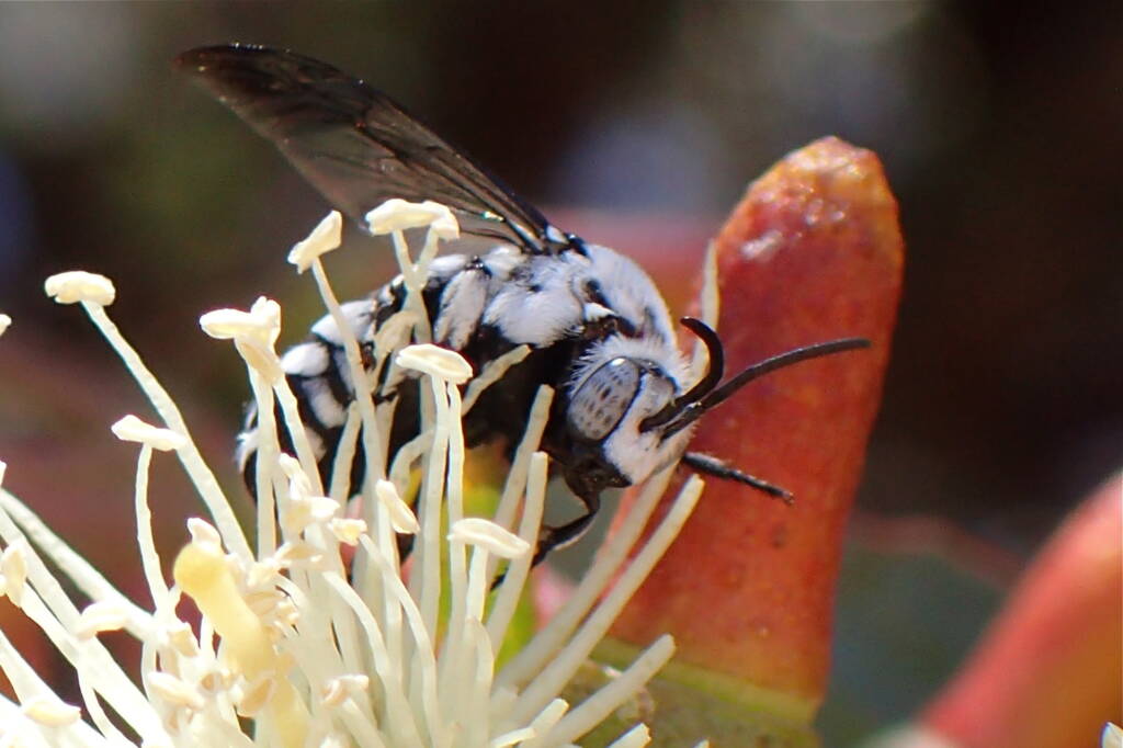 Waroona Cuckoo Bee (Thyreus waroonensis) © Gary Taylor