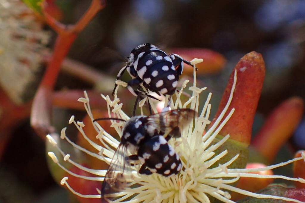 Waroona Cuckoo Bee (Thyreus waroonensis) © Gary Taylor