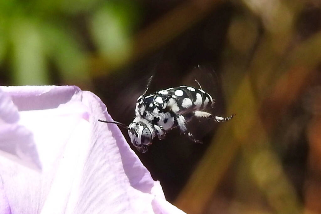 Waroona Cuckoo Bee (Thyreus waroonensis) © Gary Taylor