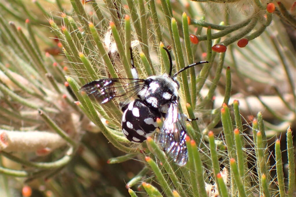 Waroona Cuckoo Bee (Thyreus waroonensis) © Gary Taylor