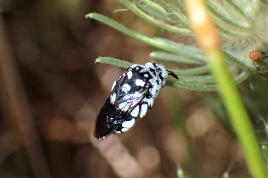 Waroona Cuckoo Bee (Thyreus waroonensis) © Gary Taylor