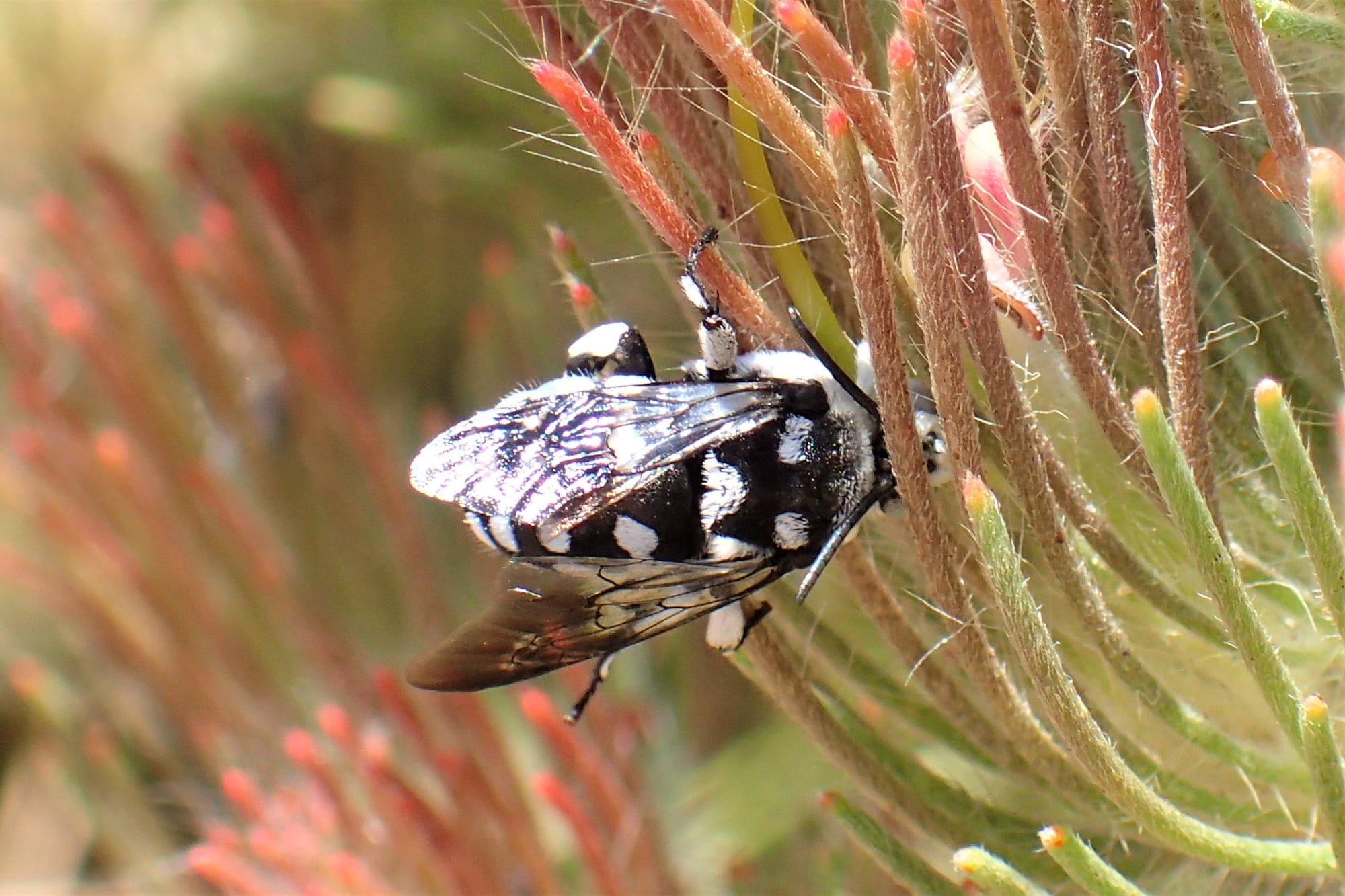 Waroona Cuckoo Bee (Thyreus waroonensis) © Gary Taylor