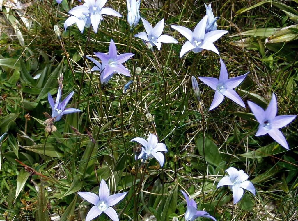 Wahlenbergia gloriosa, Mount Kosciuszko National Park