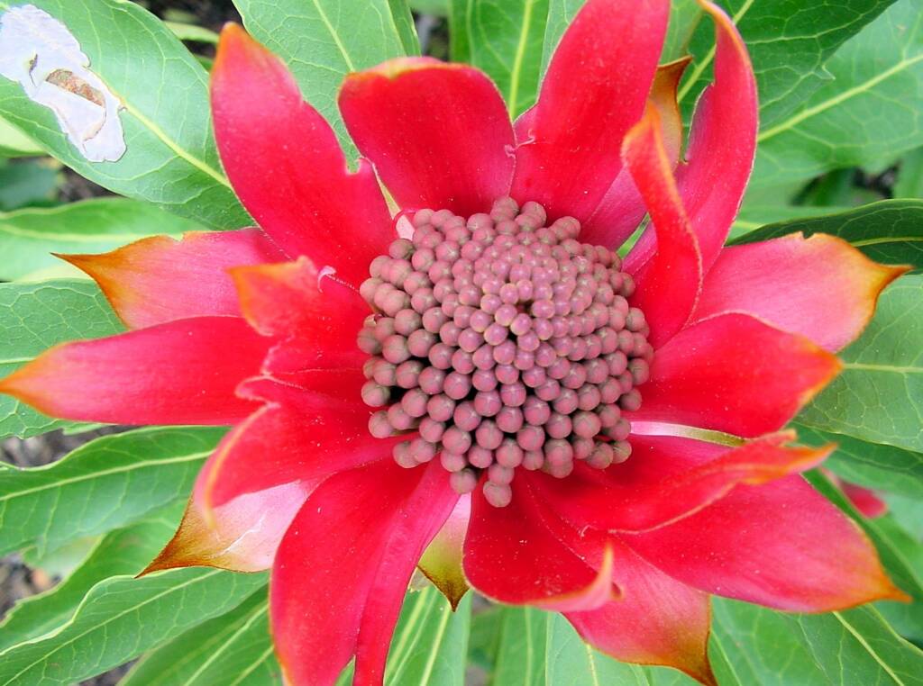 Waratah (Telopea speciosissima), Blue Mountains Botanic Garden, NSW