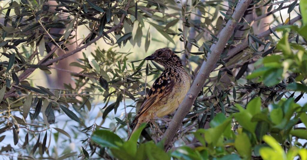 Western Bowerbird (Chlamydera guttata), Alice Springs, NT