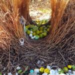 Treasures of our Western Bowerbird