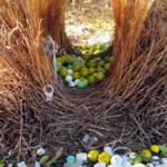 Treasures of our Western Bowerbird