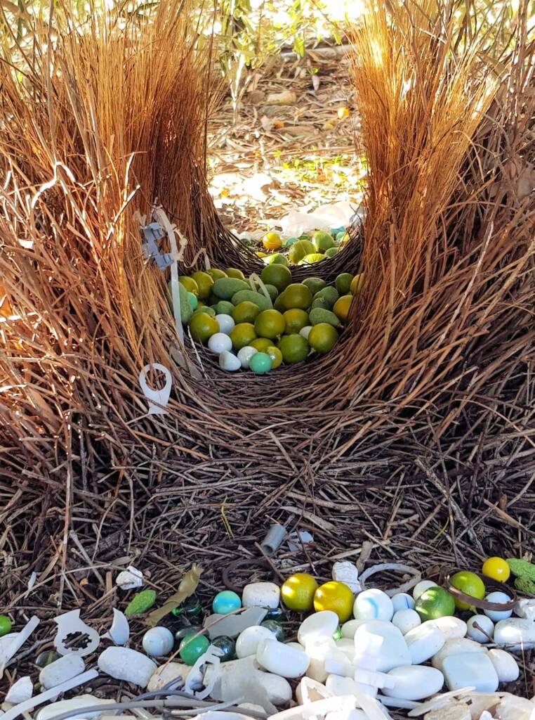 Treasures of our Western Bowerbird