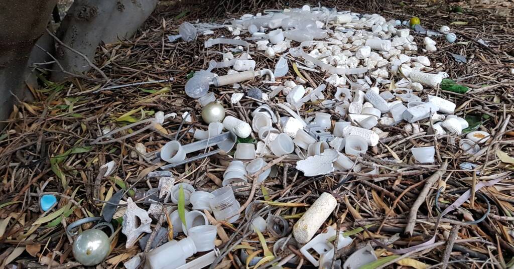 Treasures of our Western Bowerbird