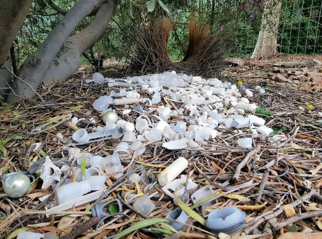 Treasures of our Western Bowerbird