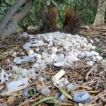 Treasures of our Western Bowerbird