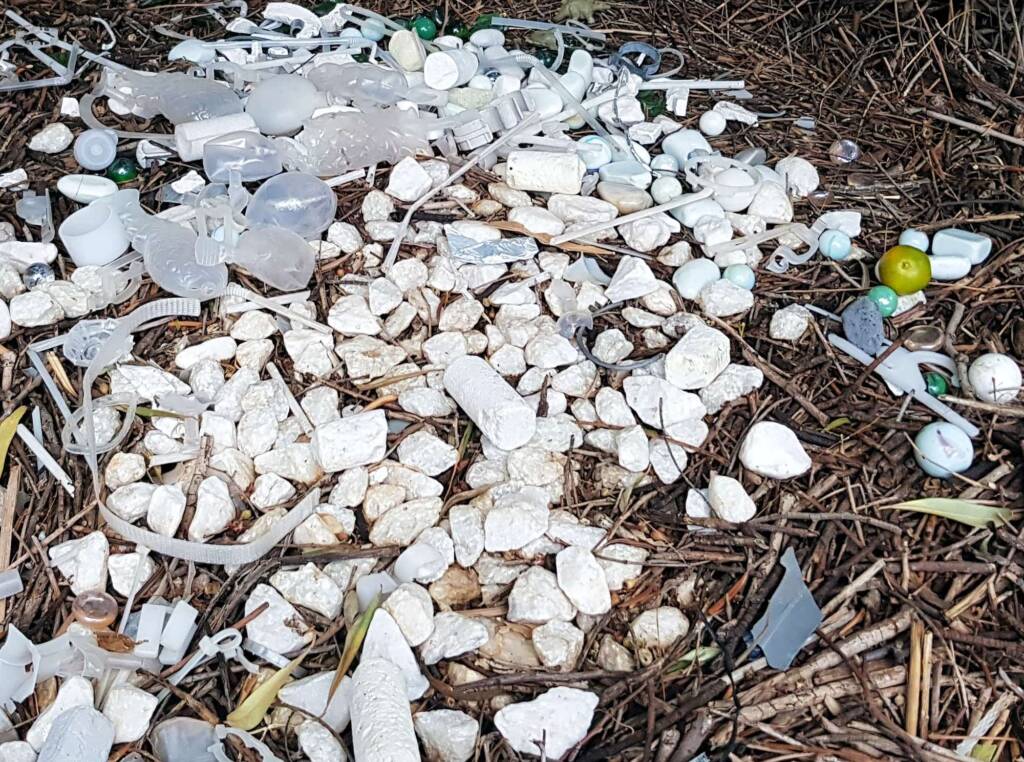 Treasures of our Western Bowerbird