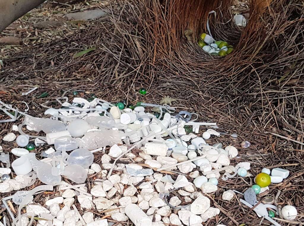 Treasures of our Western Bowerbird
