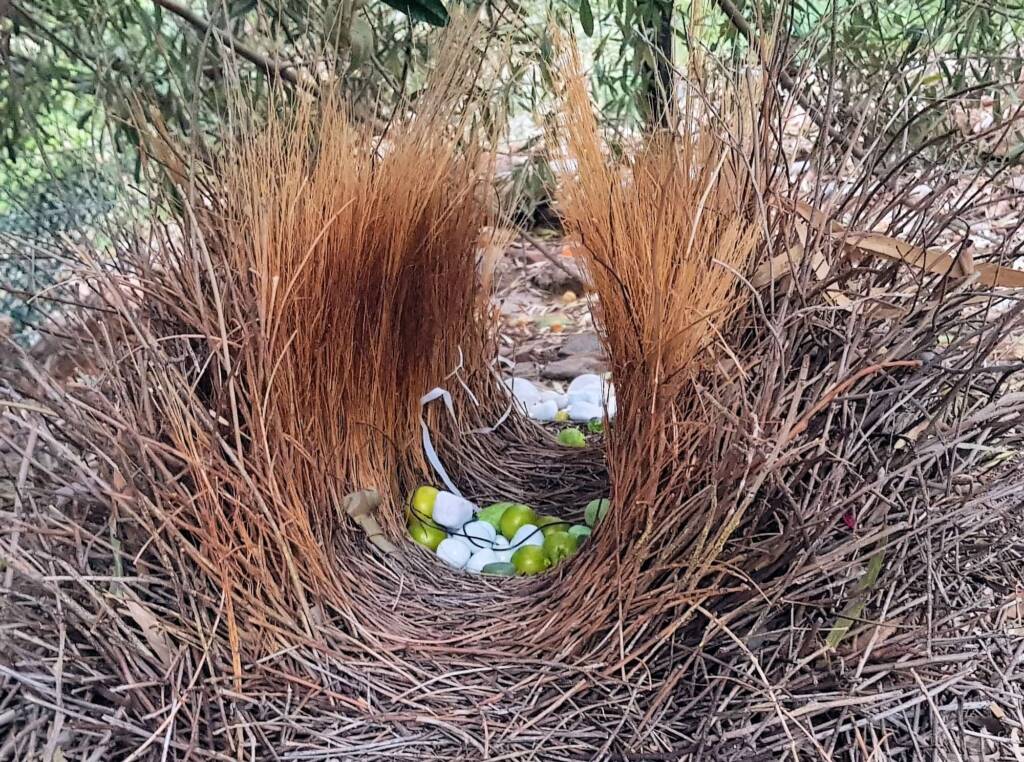Treasures of our Western Bowerbird