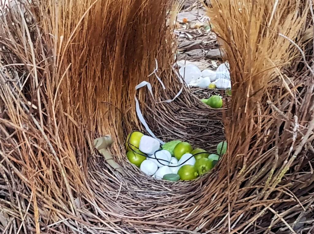Treasures of our Western Bowerbird