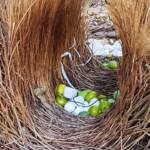 Treasures of our Western Bowerbird