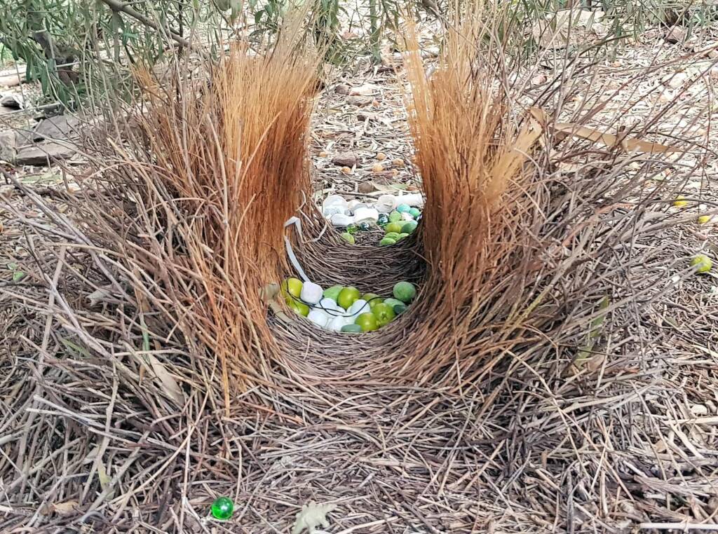 Treasures of our Western Bowerbird