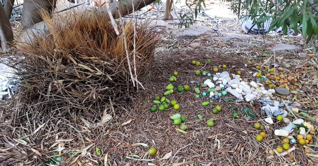 Treasures of our Western Bowerbird