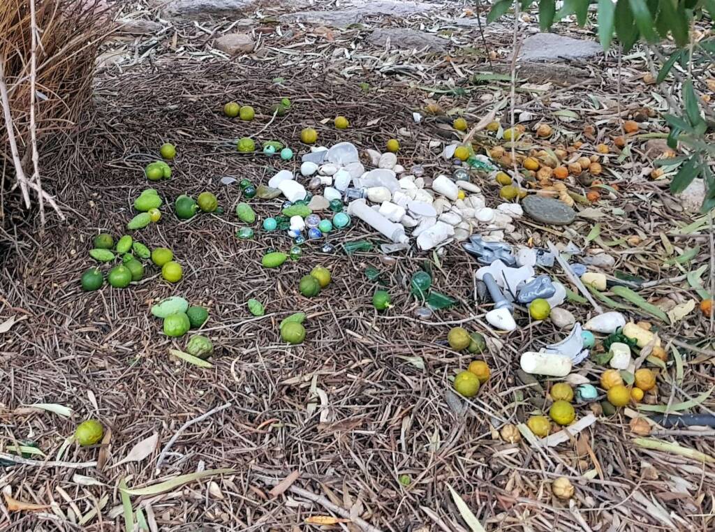 Treasures of our Western Bowerbird