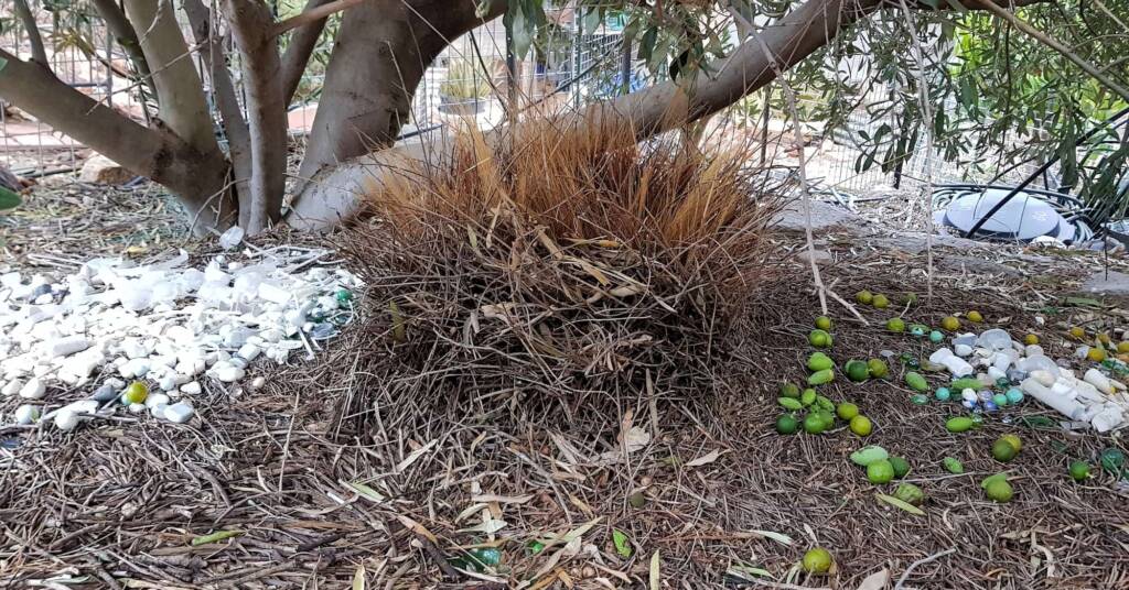 Treasures of our Western Bowerbird