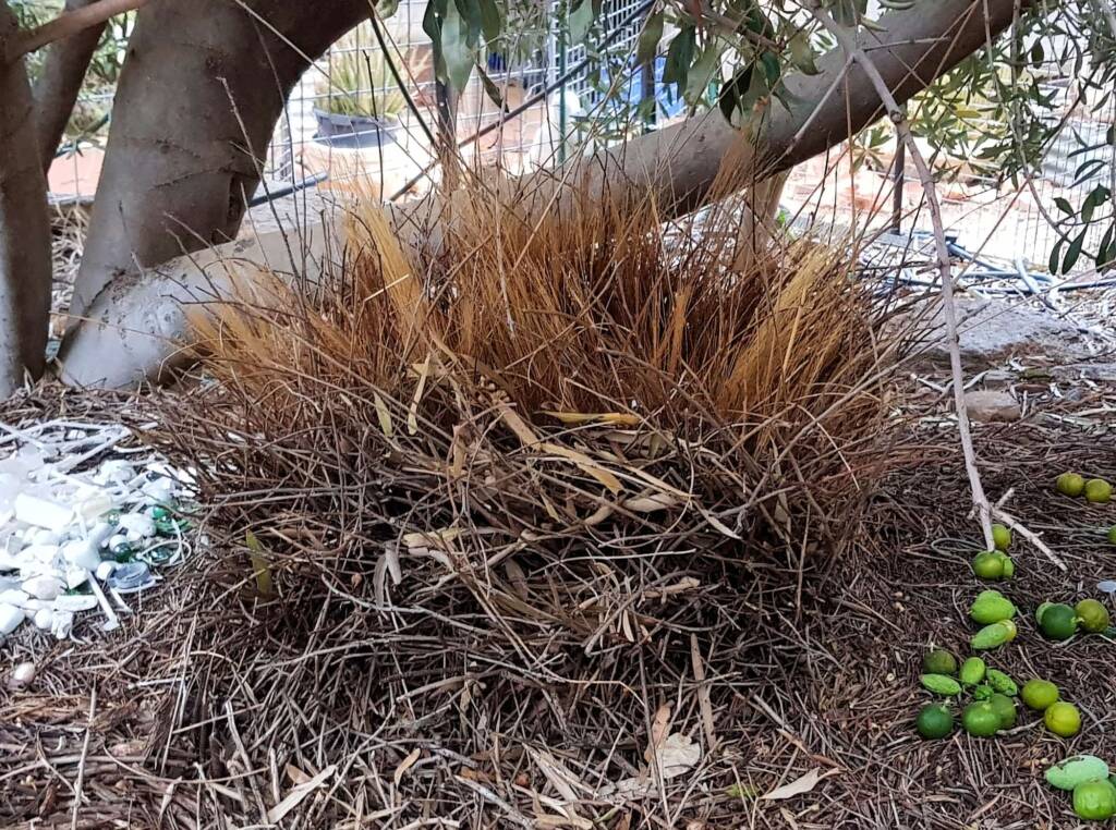 Treasures of our Western Bowerbird