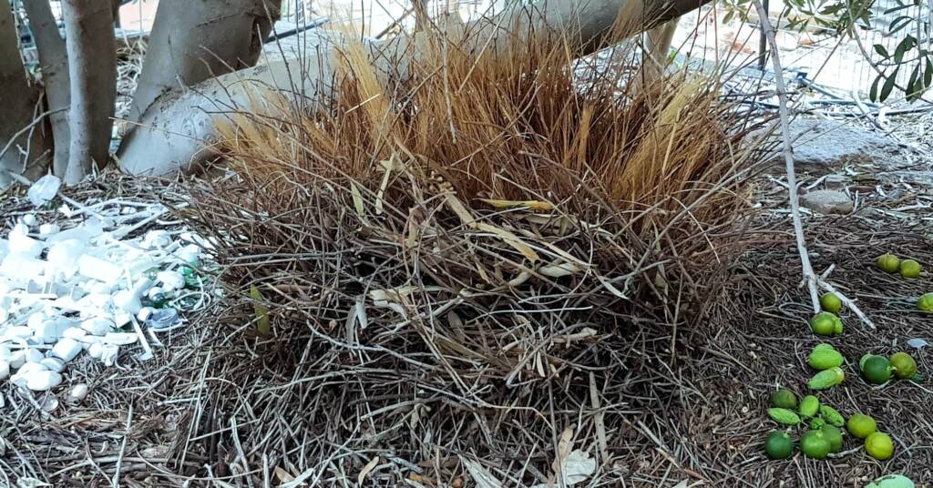 Treasures of our Western Bowerbird