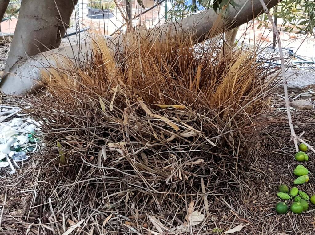 Treasures of our Western Bowerbird