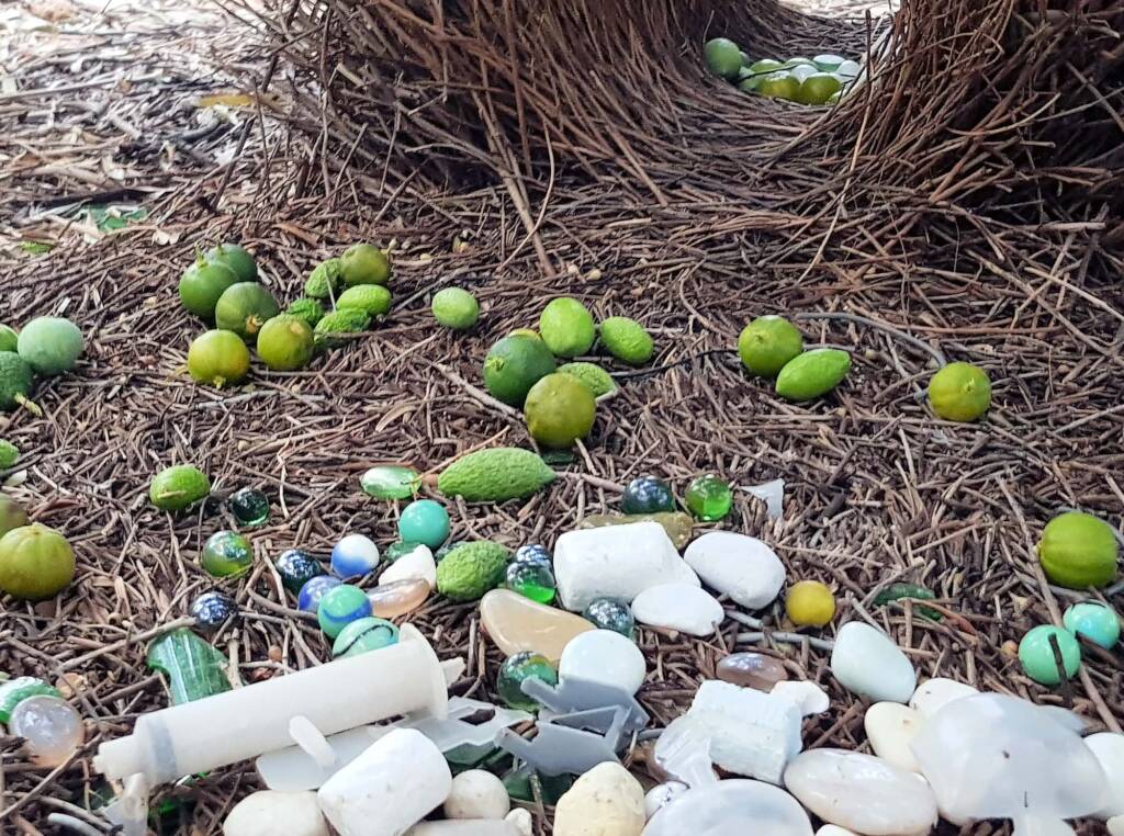 Treasures of our Western Bowerbird