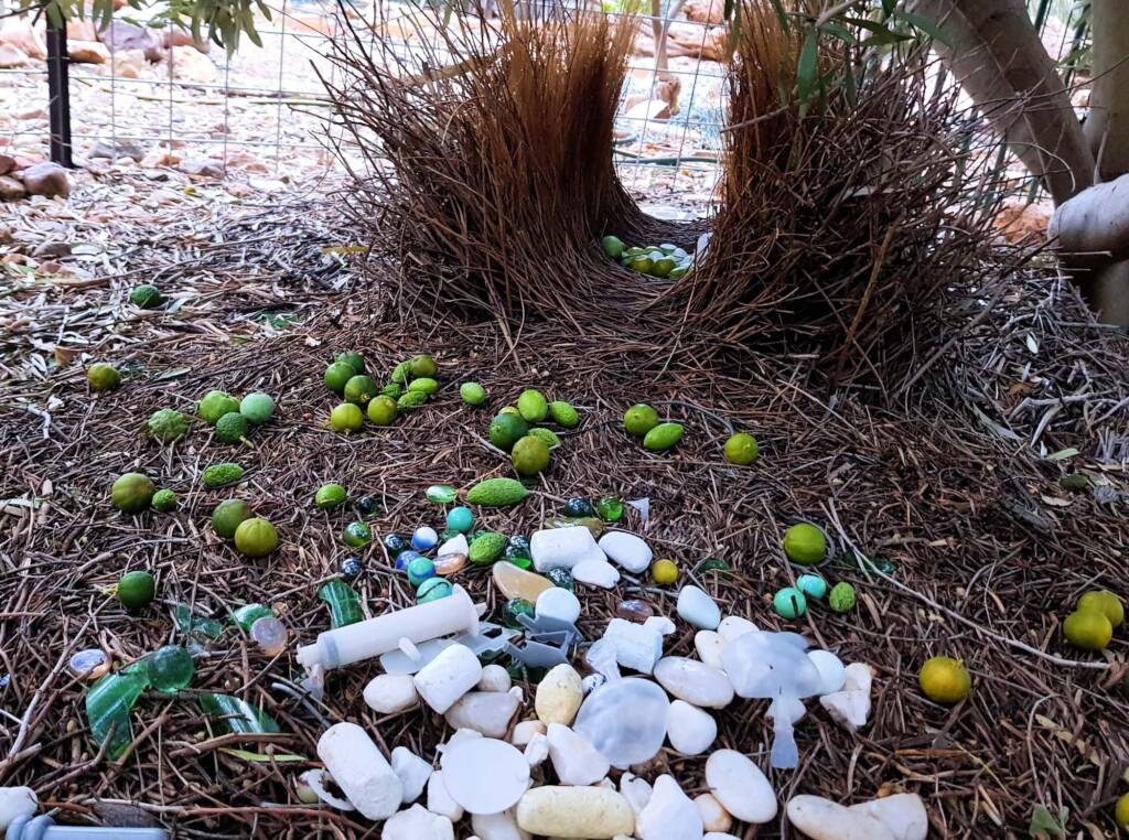 Treasures of our Western Bowerbird