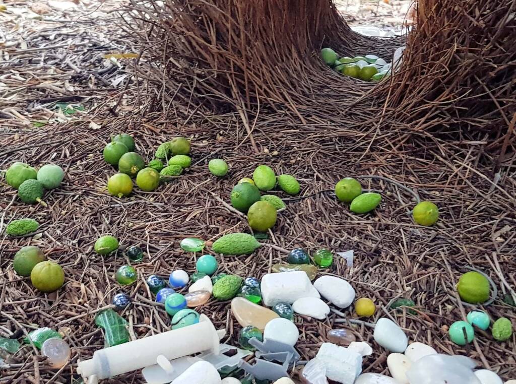 Treasures of our Western Bowerbird