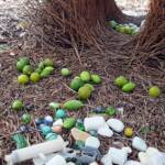 Treasures of our Western Bowerbird