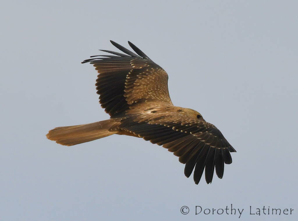 Whistling Kite (Haliastur sphenurus), Central Australia © Dorothy Latimer