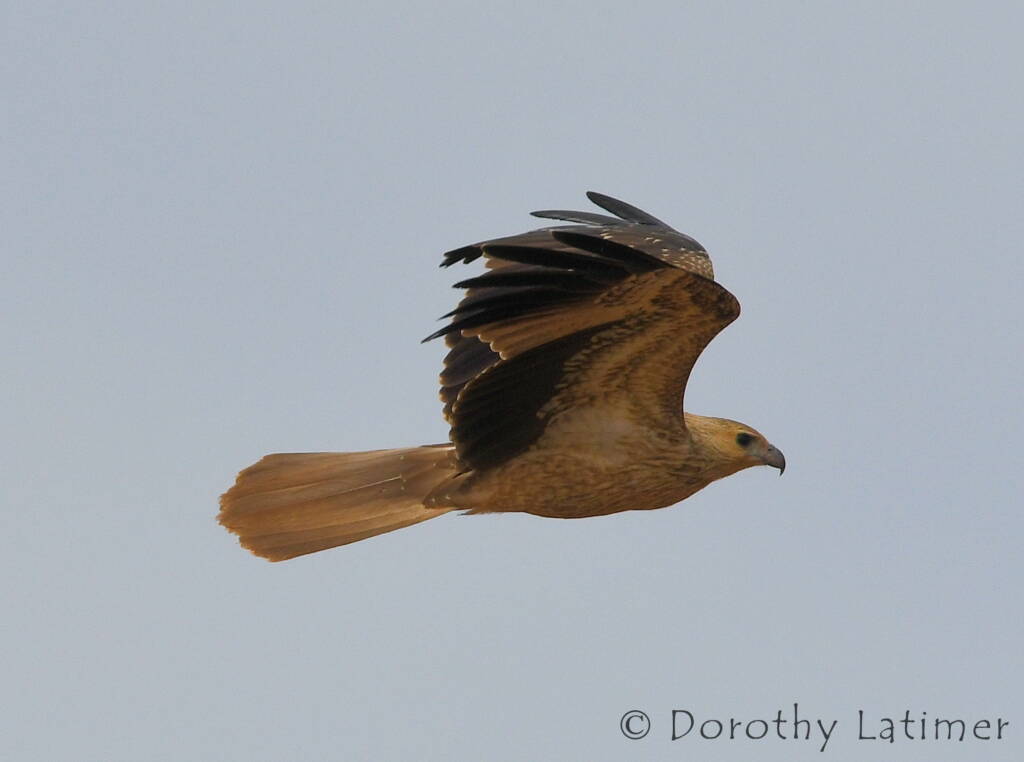 Whistling Kite (Haliastur sphenurus), Central Australia © Dorothy Latimer